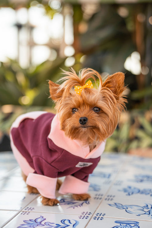 Pet Hoodie S Framboesa para cão — Tata's Concept