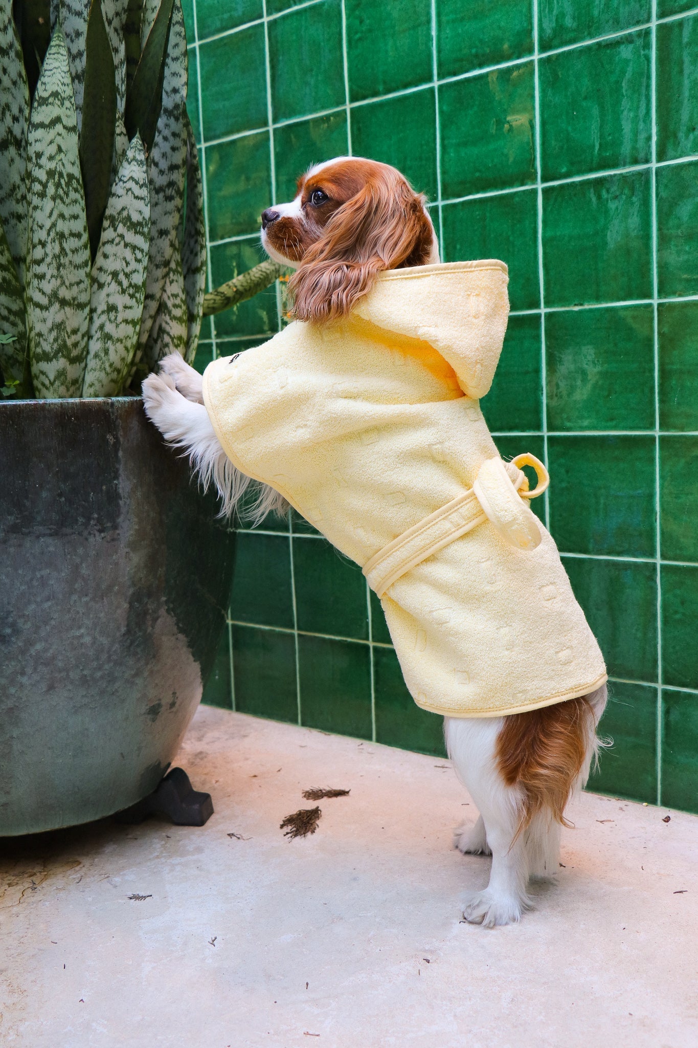 Ponchos para cão botão — Tata's Concept