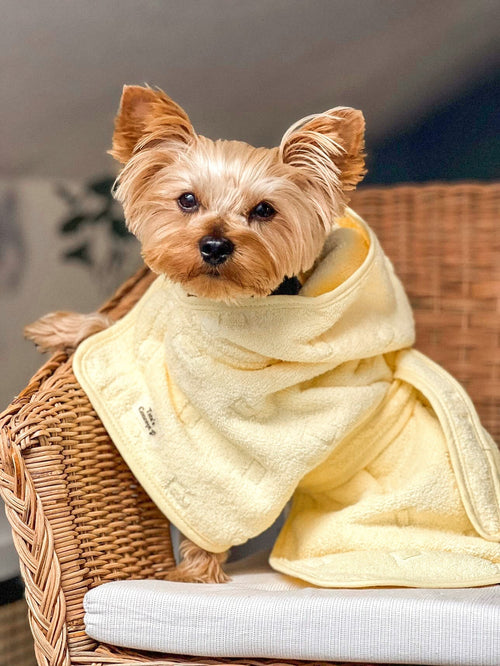 Ponchos para cão em uso — Tata's Concept