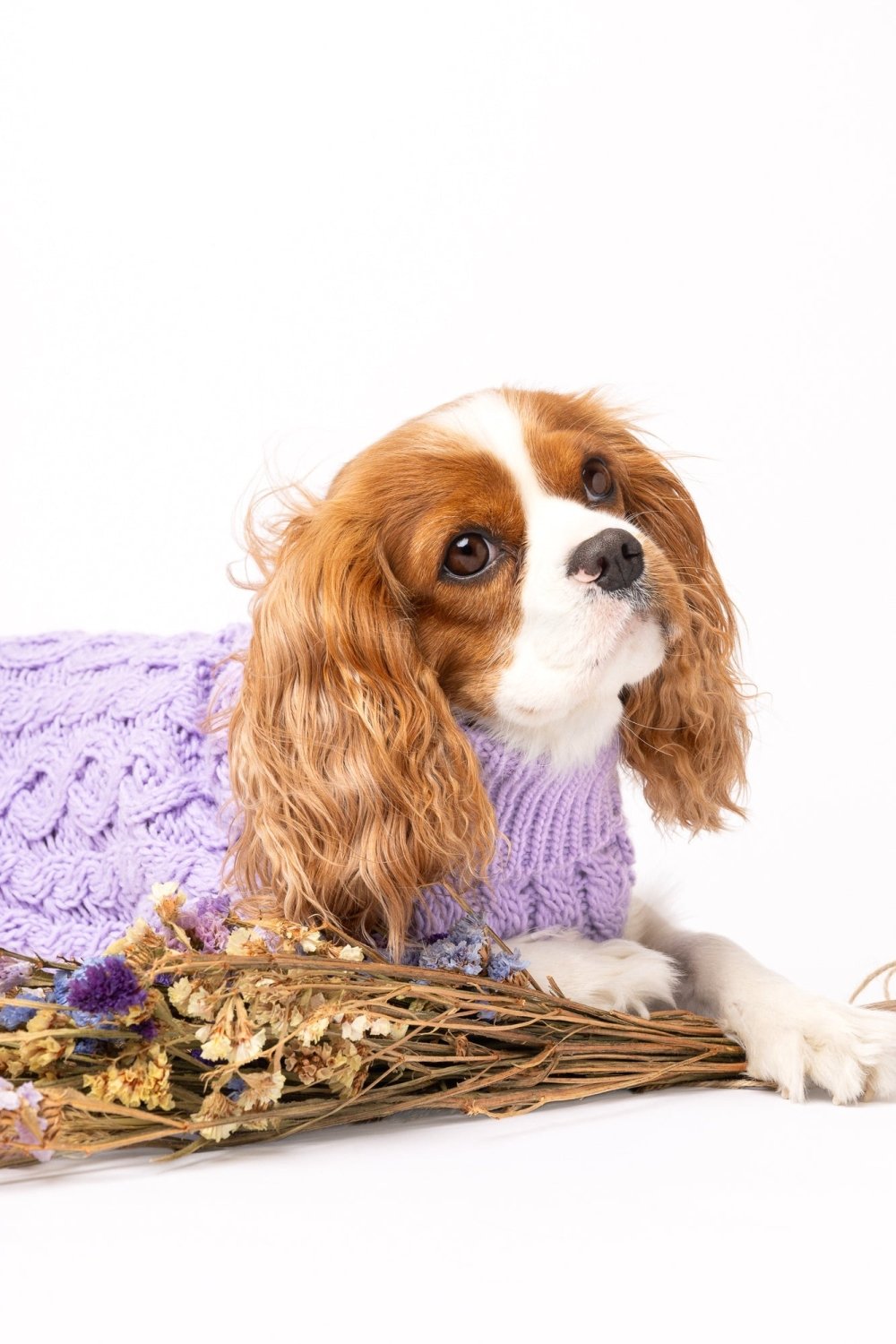 Jersey Lavanda para Perros