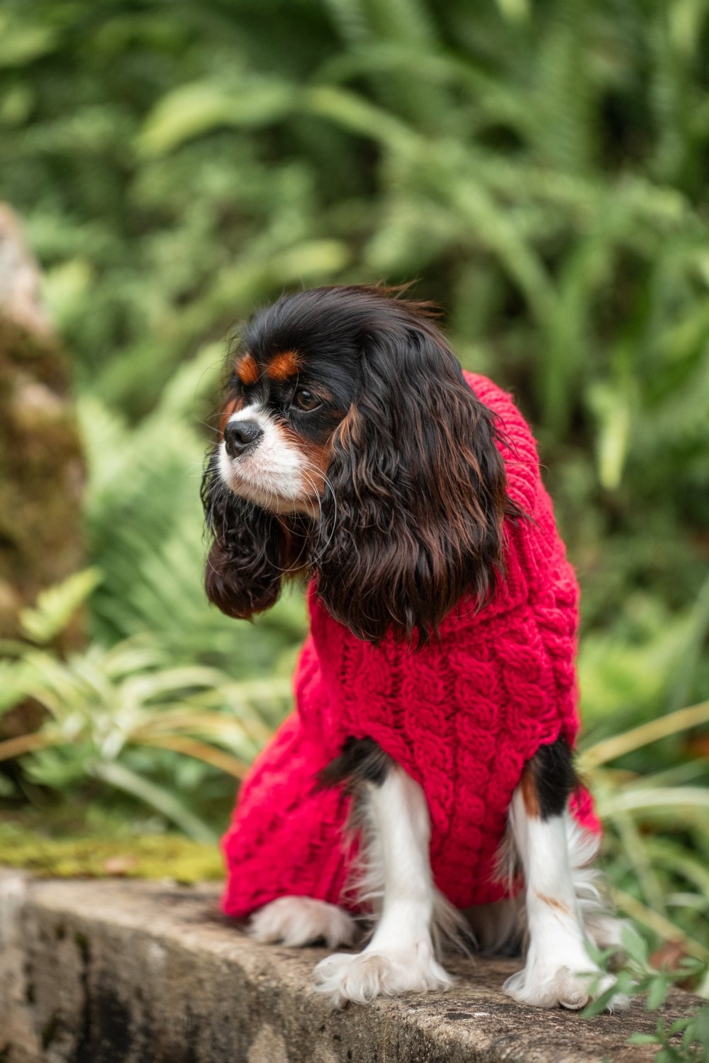 Jersey Magenta para Perros