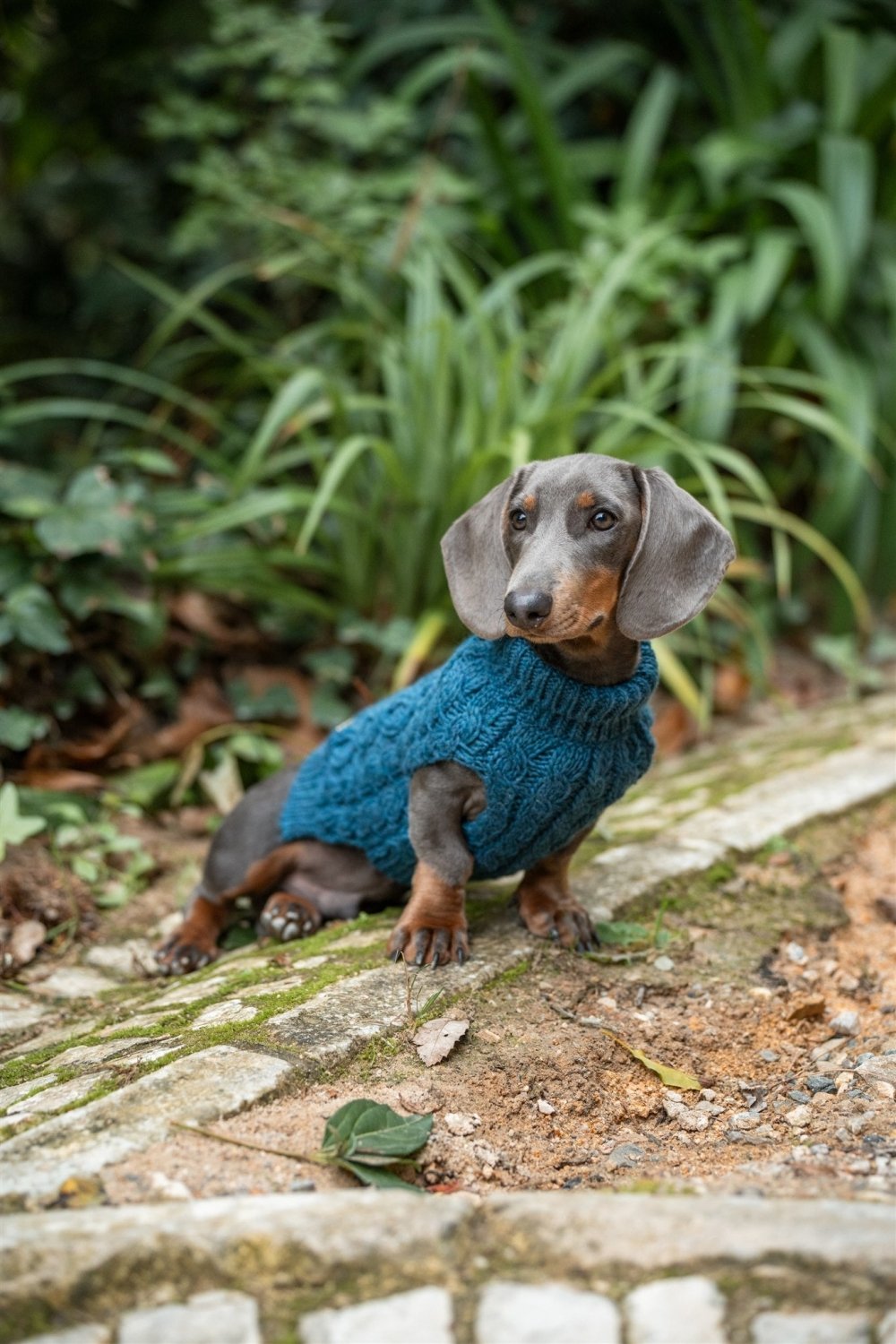 Jersey Petróleo para Perros