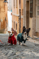 Pack Família Santa Paws