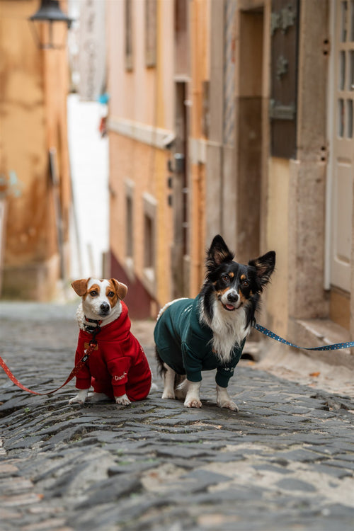 Santa Paws Family Pack